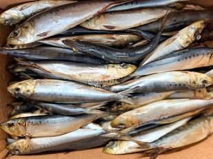 Янтарная рыбка с перцем: Сельдь Иваси х\к